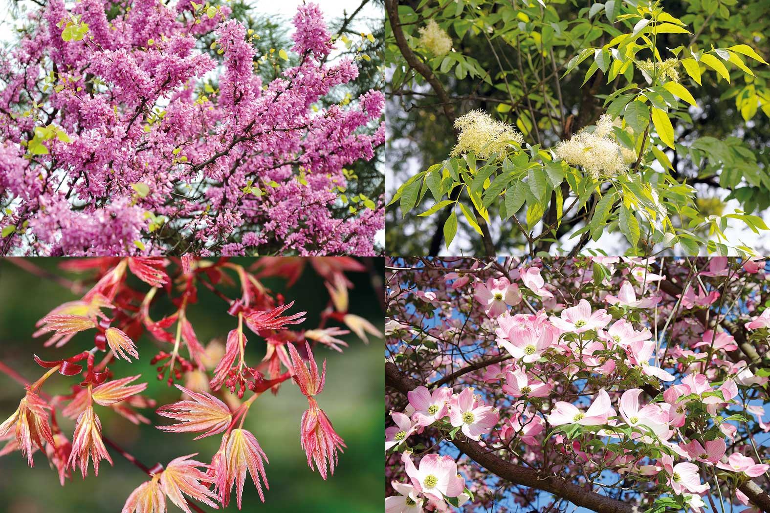 Garten Matzer in Leitersdorf, 8330 Feldbach, Südoststeiermark: Gartengestaltung, gartenbau, gartencenter, gartenpflanzen, baumschule, neuanlage, aussenanlage_gartenplanung, gartenpflege, gartendeko, gartenmoebel, Alleebäume, Laubgehölze, Nadelgehölze, Rosensträucher, Blütensträucher, Blütenstauden, Beerenpflanzen, Moorbeetpflanzen, mediterane Pflanzen, Bodendecker, Obstbäume, Kletterpflanzen, Heckenpflanzen, Heckenthujen, Smaragdthujen, Solitäre Gehölze, Staudensorten, Alleebäume, Eiben