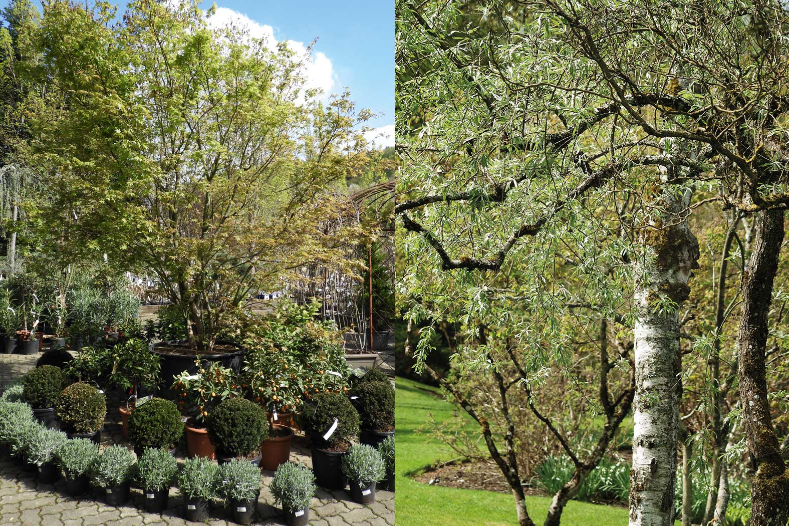 Garten Matzer in Leitersdorf, 8330 Feldbach, Südoststeiermark: Gartengestaltung, gartenbau, gartencenter, gartenpflanzen, baumschule, neuanlage, aussenanlage_gartenplanung, gartenpflege, gartendeko, gartenmoebel, Alleebäume, Laubgehölze, Nadelgehölze, Rosensträucher, Blütensträucher, Blütenstauden, Beerenpflanzen, Moorbeetpflanzen, mediterane Pflanzen, Bodendecker, Obstbäume, Kletterpflanzen, Heckenpflanzen, Heckenthujen, Smaragdthujen, Solitäre Gehölze, Staudensorten, Alleebäume, Eiben