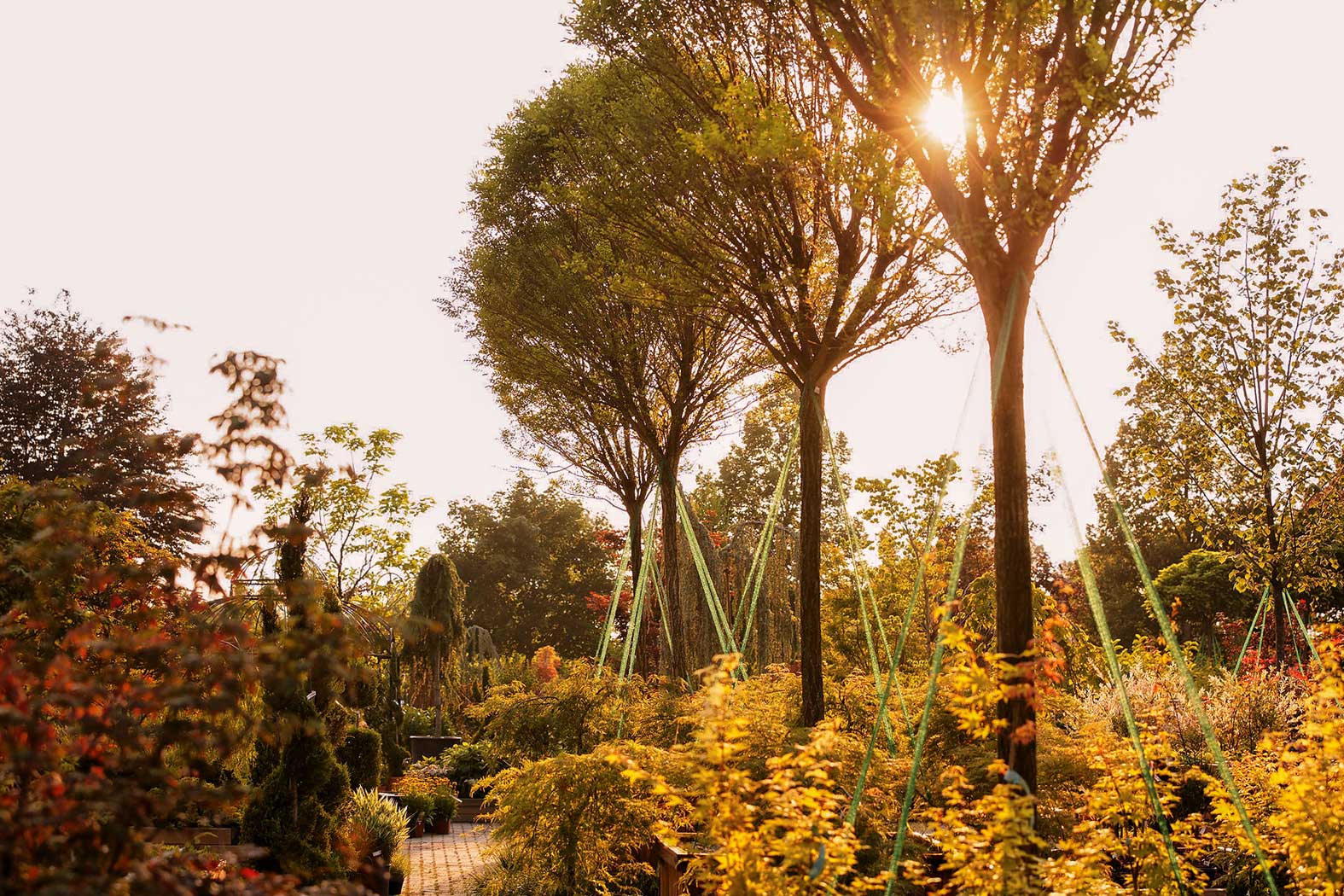 Garten Matzer in Leitersdorf, 8330 Feldbach, Südoststeiermark: Gartengestaltung, gartenbau, gartencenter, gartenpflanzen, baumschule, neuanlage, aussenanlage_gartenplanung, gartenpflege, gartendeko, gartenmoebel, Alleebäume, Laubgehölze, Nadelgehölze, Rosensträucher, Blütensträucher, Blütenstauden, Beerenpflanzen, Moorbeetpflanzen, mediterane Pflanzen, Bodendecker, Obstbäume, Kletterpflanzen, Heckenpflanzen, Heckenthujen, Smaragdthujen, Solitäre Gehölze, Staudensorten, Alleebäume, Eiben