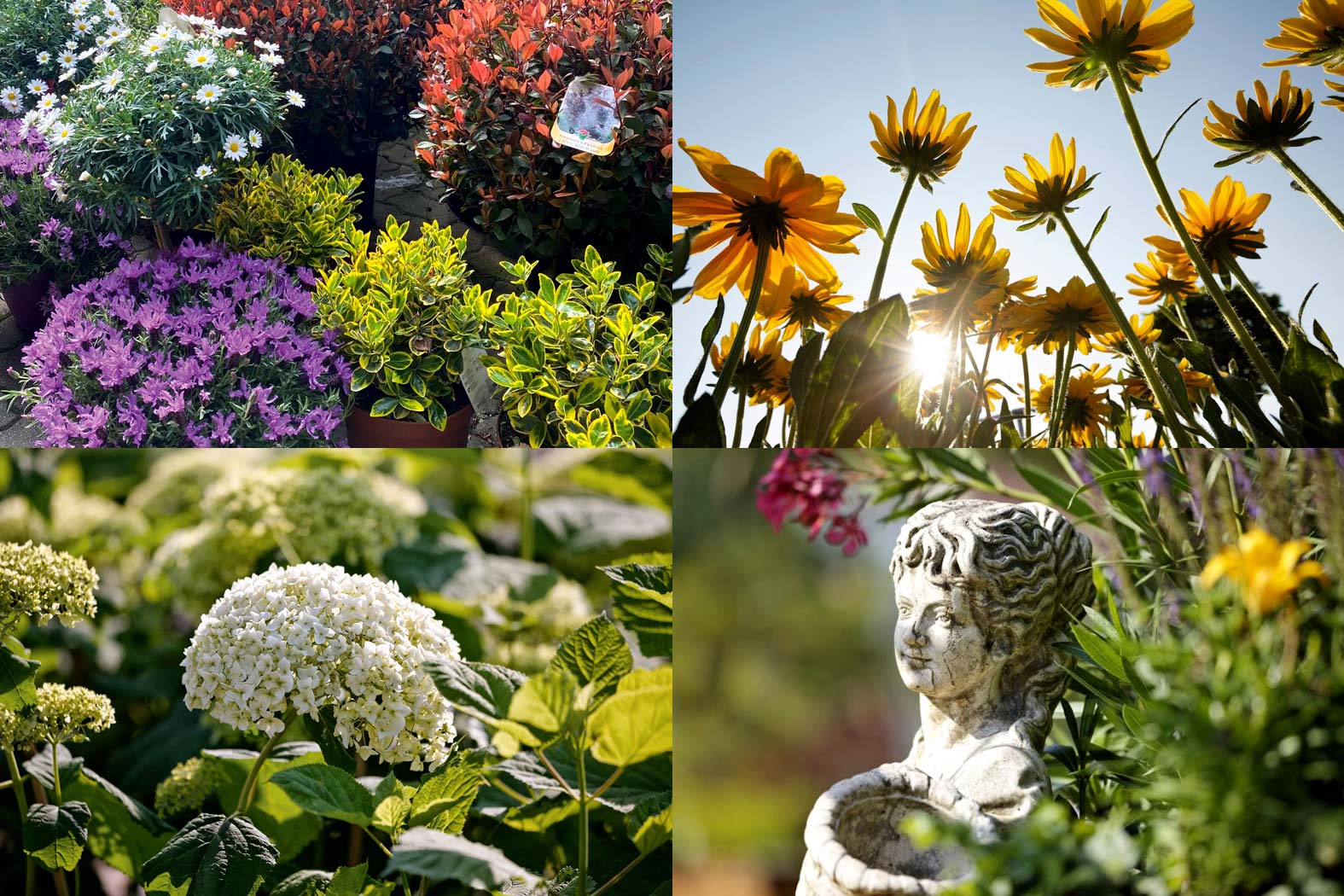 Garten Matzer in Leitersdorf, 8330 Feldbach, Südoststeiermark: Gartengestaltung, gartenbau, gartencenter, gartenpflanzen, baumschule, neuanlage, aussenanlage_gartenplanung, gartenpflege, gartendeko, gartenmoebel, Alleebäume, Laubgehölze, Nadelgehölze, Rosensträucher, Blütensträucher, Blütenstauden, Beerenpflanzen, Moorbeetpflanzen, mediterane Pflanzen, Bodendecker, Obstbäume, Kletterpflanzen, Heckenpflanzen, Heckenthujen, Smaragdthujen, Solitäre Gehölze, Staudensorten, Alleebäume, Eiben