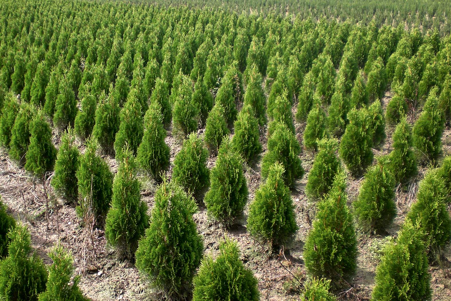 Garten Matzer in Leitersdorf, 8330 Feldbach, Südoststeiermark: Gartengestaltung, gartenbau, gartencenter, gartenpflanzen, baumschule, neuanlage, aussenanlage_gartenplanung, gartenpflege, gartendeko, gartenmoebel, Alleebäume, Laubgehölze, Nadelgehölze, Rosensträucher, Blütensträucher, Blütenstauden, Beerenpflanzen, Moorbeetpflanzen, mediterane Pflanzen, Bodendecker, Obstbäume, Kletterpflanzen, Heckenpflanzen, Heckenthujen, Smaragdthujen, Solitäre Gehölze, Staudensorten, Alleebäume, Eiben