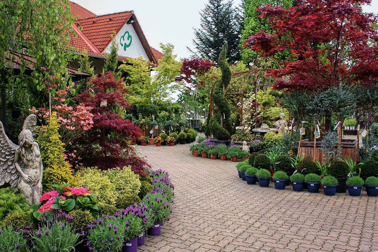Garten Matzer in Leitersdorf, 8330 Feldbach, Südoststeiermark: Gartengestaltung, gartenbau, gartencenter, gartenpflanzen, baumschule, neuanlage, aussenanlage_gartenplanung, gartenpflege, gartendeko, gartenmoebel, Alleebäume, Laubgehölze, Nadelgehölze, Rosensträucher, Blütensträucher, Blütenstauden, Beerenpflanzen, Moorbeetpflanzen, mediterane Pflanzen, Bodendecker, Obstbäume, Kletterpflanzen, Heckenpflanzen, Heckenthujen, Smaragdthujen, Solitäre Gehölze, Staudensorten, Alleebäume, Eiben