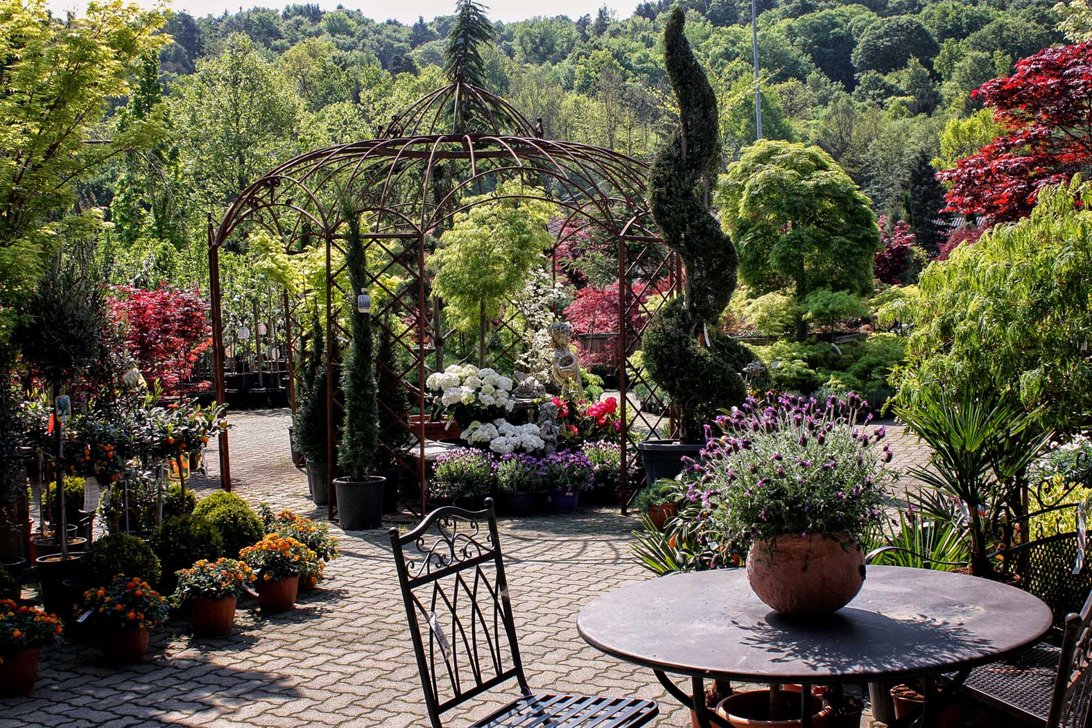 Garten Matzer in Leitersdorf, 8330 Feldbach, Südoststeiermark: Gartengestaltung, gartenbau, gartencenter, gartenpflanzen, baumschule, neuanlage, aussenanlage_gartenplanung, gartenpflege, gartendeko, gartenmoebel, Alleebäume, Laubgehölze, Nadelgehölze, Rosensträucher, Blütensträucher, Blütenstauden, Beerenpflanzen, Moorbeetpflanzen, mediterane Pflanzen, Bodendecker, Obstbäume, Kletterpflanzen, Heckenpflanzen, Heckenthujen, Smaragdthujen, Solitäre Gehölze, Staudensorten, Alleebäume, Eiben